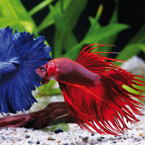 Jardins Bleus - Betta splendens