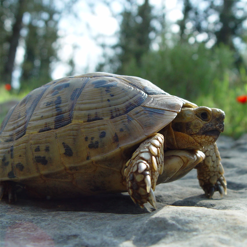 Jardins Bleus Testudo graeca ibera