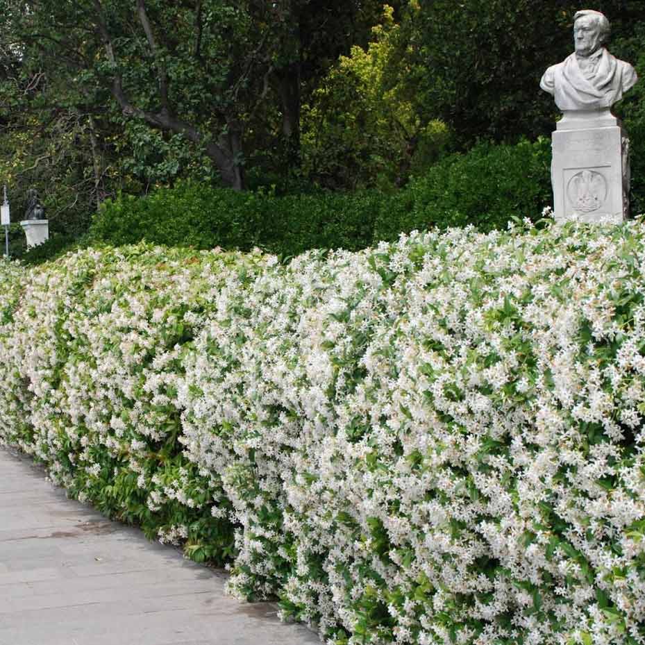 Jasmin Étoilé, pour un jardin magnifiquement fleuri de mai à septembre –  Bleen