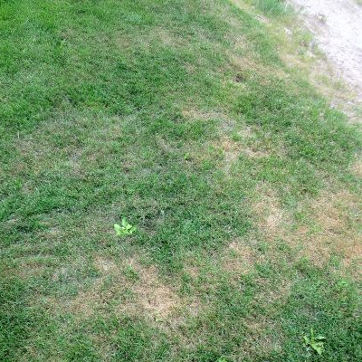 comment traiter pythium gazon