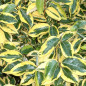 elaeagnus ebbingei