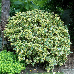 elaeagnus ebbingei