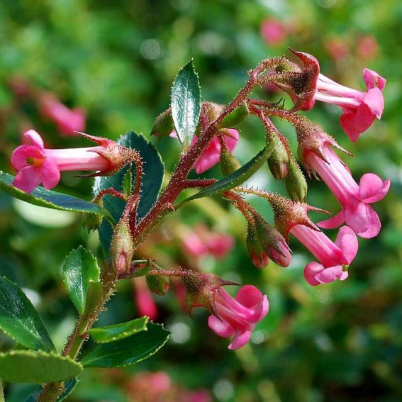 Escallonia  Donard Radiance