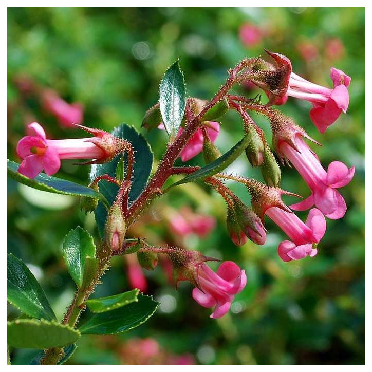 Escallonia  Donard Radiance