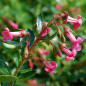 Escallonia  Donard Radiance