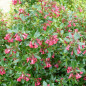 Escallonia  Donard Radiance