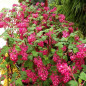 Ribes sanguineum