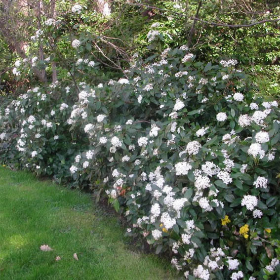 Viburnum tinus
