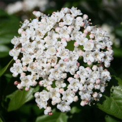 Viburnum tinus