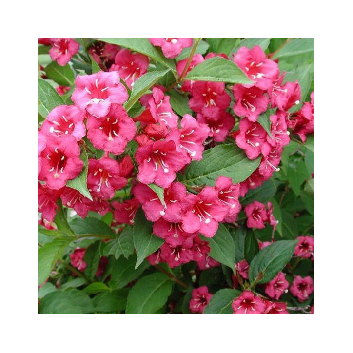 Weigela  Bristol Ruby