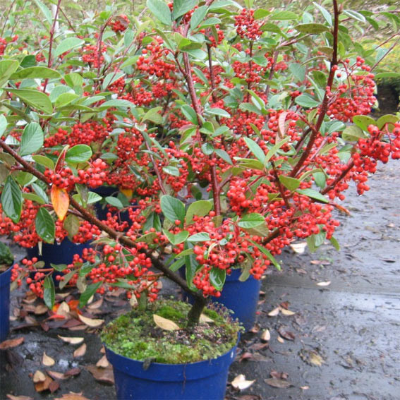 Cotoneaster franchetii Cotoneaster franchetii