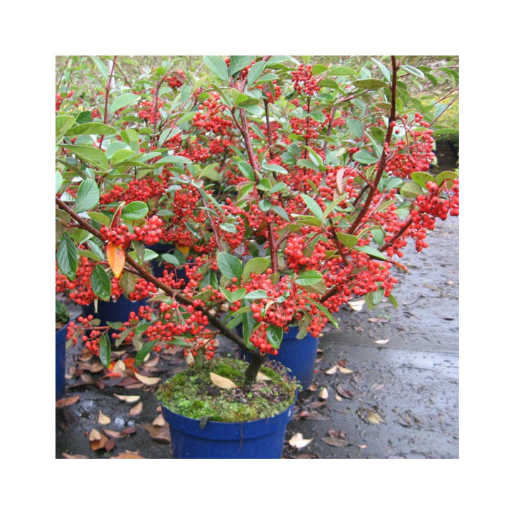 Cotoneaster franchetii