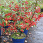 Cotoneaster franchetii Cotoneaster franchetii