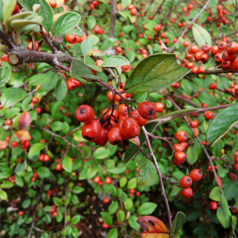 Cotoneaster franchetii