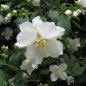 Philadelphus