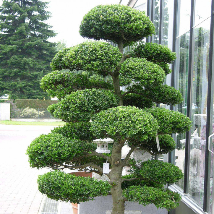 ILEX CRENATA