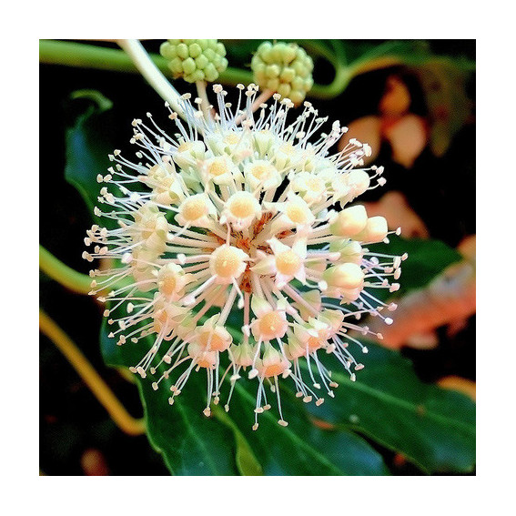 Fatsia du Japon