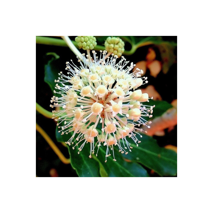 Fatsia du Japon