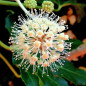 Fatsia du Japon