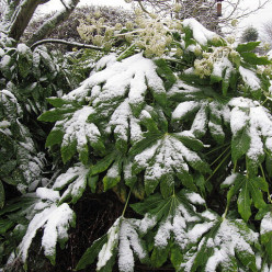 Fatsia du Japon