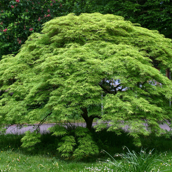 ERABLE DU JAPON  VIRIDIS