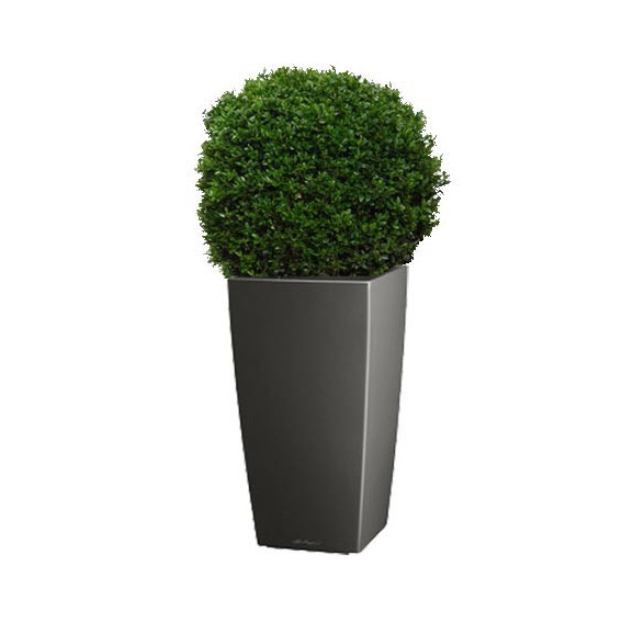 Buis boule(40 - 45 CM) rempoté dans un pot LECHUZA CUBICO ANTHRACITE