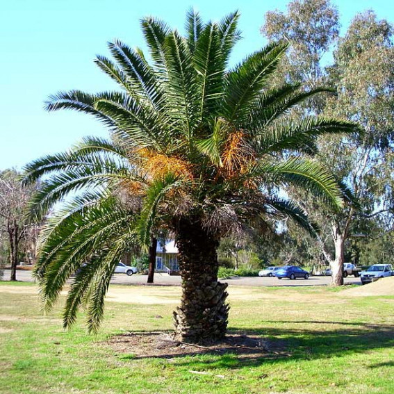 Palmier des Canaries, Dattier des Canaries