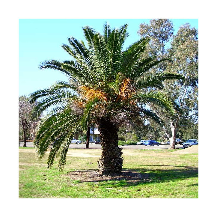 Palmier des Canaries, Dattier des Canaries