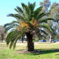 Palmier des Canaries, Dattier des Canaries