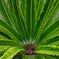 Faux palmier du Japon