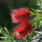 Callistemon