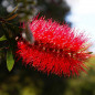 Callistemon