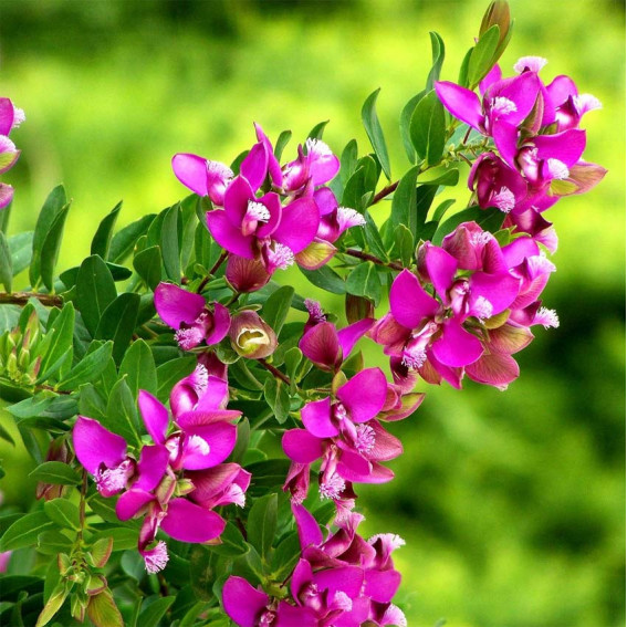 Polygala
