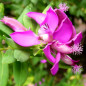 Polygala