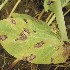 Anthracnose
