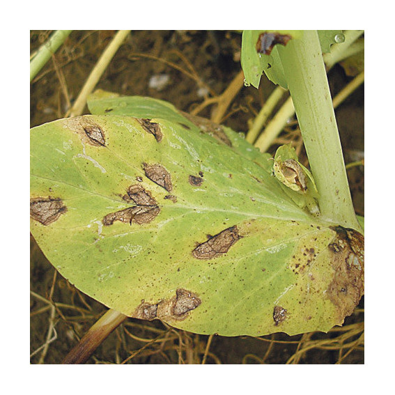 Anthracnose