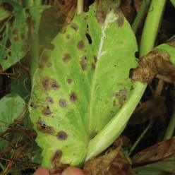 Anthracnose
