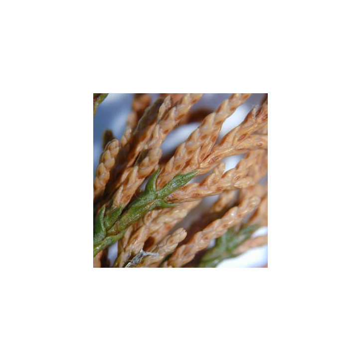 Brunissure des aiguilles