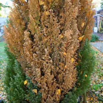 Brunissure des aiguilles