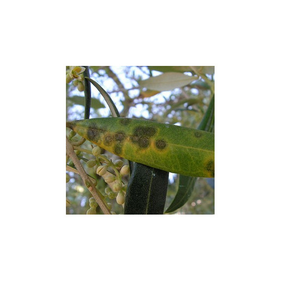 Maladie de l’œil de paon (tavelure de l olive)