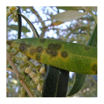 Maladie de l’œil de paon (tavelure de l olive)