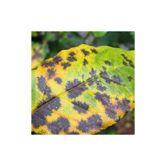 Maladie des taches noires