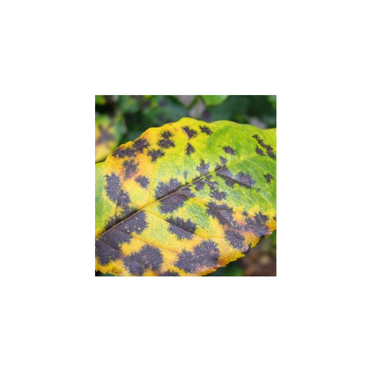 Maladie des taches noires