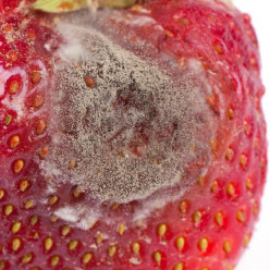 Pourriture grise ou botrytis