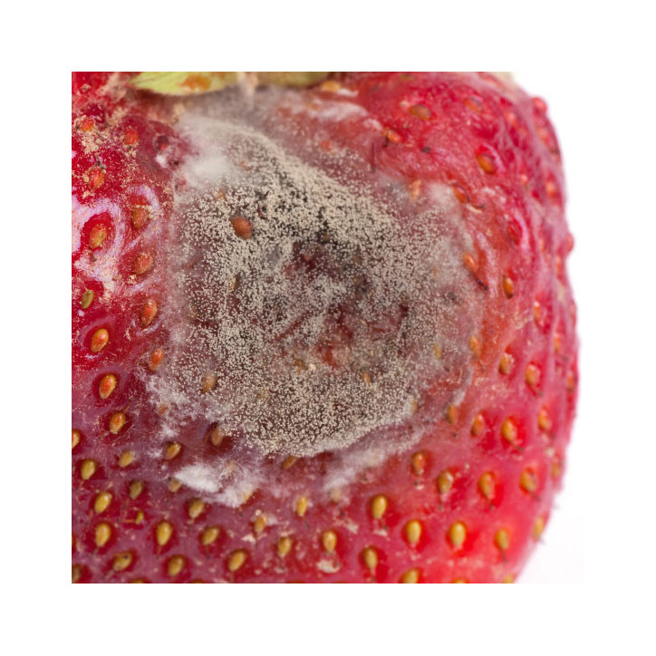 Pourriture grise ou botrytis