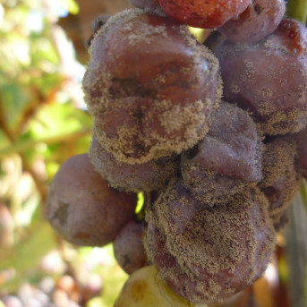 Pourriture grise ou botrytis