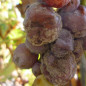 Pourriture grise ou botrytis