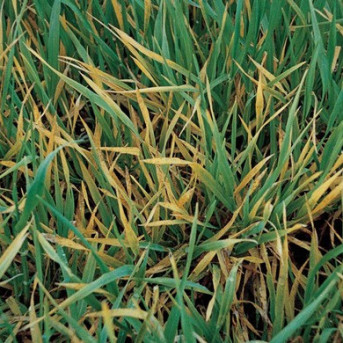 Pythium du gazon et fonte des semis