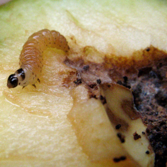 Carpocapse Carpocapse