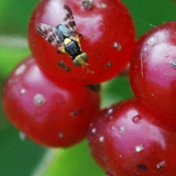 Mouche des fruits